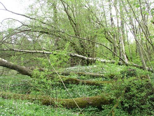 94t Forsa Lövträdsbevuxen brink (4,2 ha) Området är en nordvänd brink ner mot Nolån omedelbart söder om Forsa vattenkraftverk.