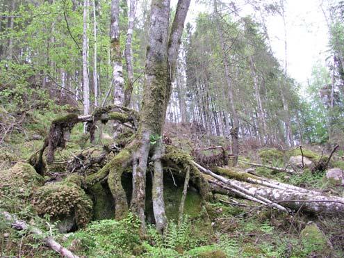Tidigare har området troligen dominerats av gran som verkar ha blåst ner och upparbetats efter stormen 2005. Det finns gott om klen död ved i området.