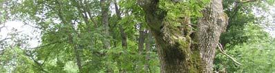 De flesta träden i sumpskogen är klena och tämligen unga men enstaka äldre och grövre alar med mindre alsocklar samt någon högstubbe med alticka finns.