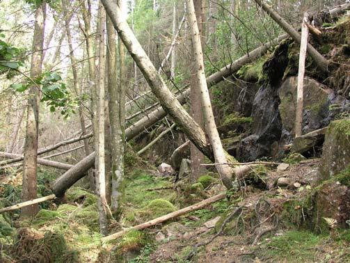 96i Olsfors Bäckravin med nordvänd bergbrant (0,7 ha) En skogsbäck rinner från nordost och kastar sig utför ett storblockigt parti varefter den kommer ner i en ravin.