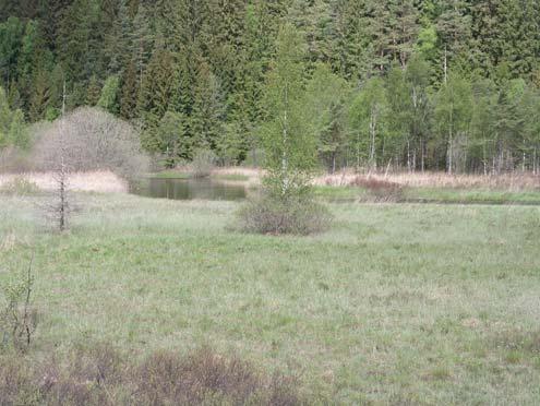 97a-b Sörån vid Råssa Meandrande sträcka med mader (34+0,1 ha) Detta är en till lugnflytande eller svagt strömmande sträcka som meandrar fram i dalgången.