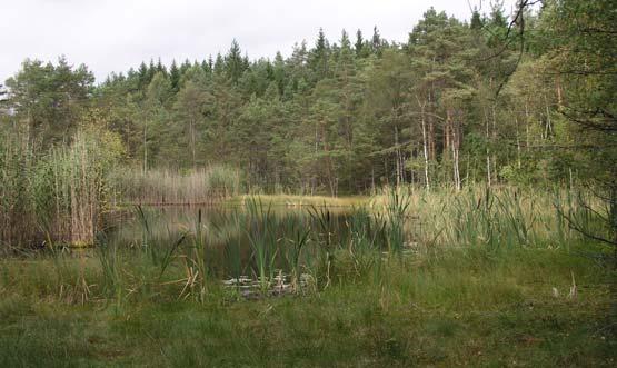 99 Stora och Lilla Varpåsatjärn Skogstjärnar och dammar (3,1 ha) Stora Varpåsatjärn omges av öppna gungflyn och tallsumpskog. Inslaget av gran och björk är stort.
