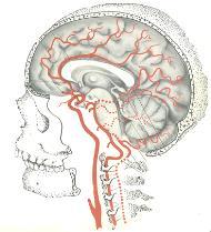 neurologi/psykiatri Docent neurologi Stroke-sjukdomen Stroke = slaganfall