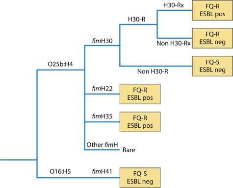 Högriskklon: E. coli O25b ST131 Uropatogen klon som har förvärvat CTX-M Nästan alltid kinolonresistent Ca 40% av ESBL E.