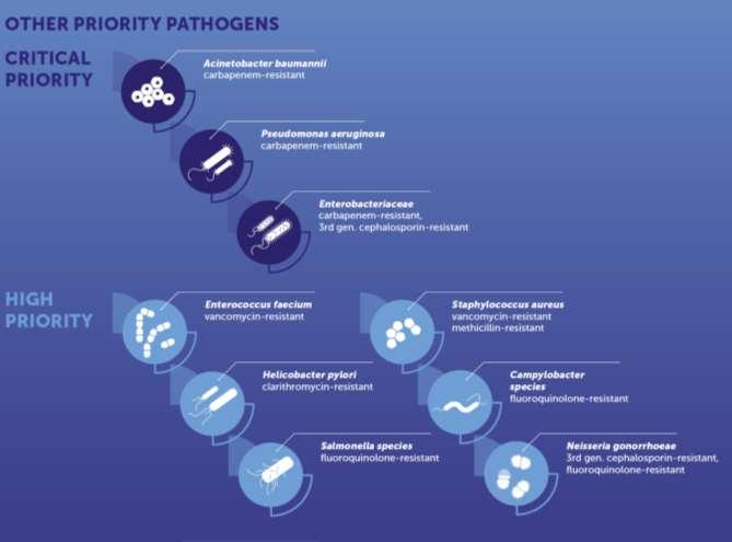 WHO prioriterar MDR Gramnegativer högt Critical priority: Karbapenemresistenta Acinetobacter baumannii, Pseudomonas