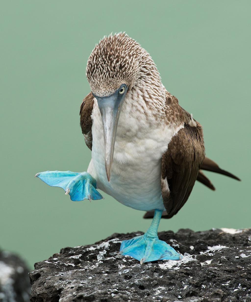 HAMMARHAJ HAVSLEGUANER SKÖLDPADDOR SJÖLEJON AMBASSADÖR MAGNUS LUNDGREN 2019 UPPLEV GALAPAGOS MAGISKA GALAPAGOS.