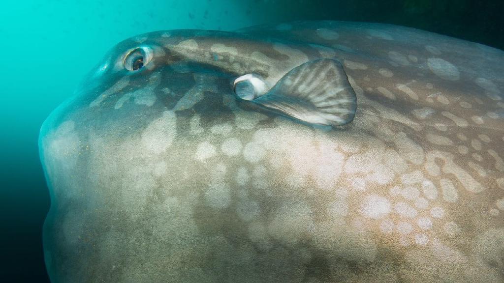 DITT GALAPAGOS ÄVENTYR DAG FÖR DAG Söndag 3 november Du dyker vid Cousin s Rock utanför östra kusten av San?ago (norr om Bartolome) under morgonen och vid Los Gemelos på ewermiddagen.