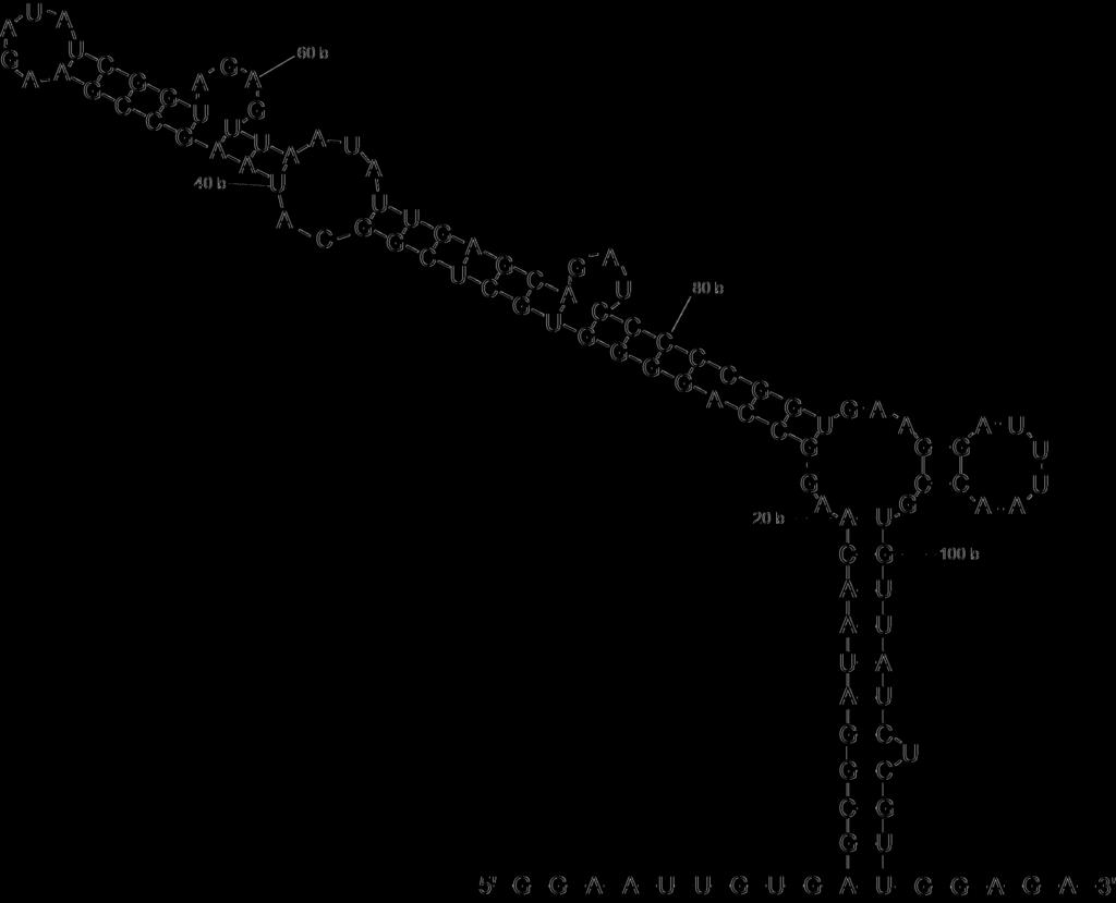 Figur 2: Sekundärstrukturen för lac-operatorn när den är transkriberad till RNA. Den är linjär i 5 änden. Strukturen är predikterad av mfold web server. Var tjugonde bas markeras i bilden.