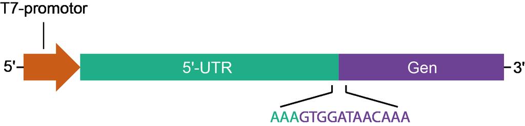 5 -kodande regionen är gensekvensen mot 5 -änden som till skillnad från 5 -UTR translateras till aminosyror (se Figur 4).
