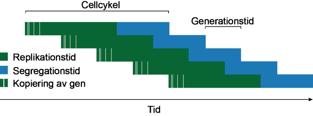 Figur 15: Överlappningen mellan cellcyklerna. Varje nytt block representerar början på en ny kromosom vilket leder till en fördubbling av generna när kopieringen av en gen sker.