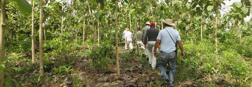 SKOG Skog Tectona har sedan 2006 köpt, sålt och förvaltat skogsfastigheter i Panama genom sitt intressebolag Tectona Skogsfond AB, i vilket Bolaget innehar en ägarandel om 23 %, vilket framgår av