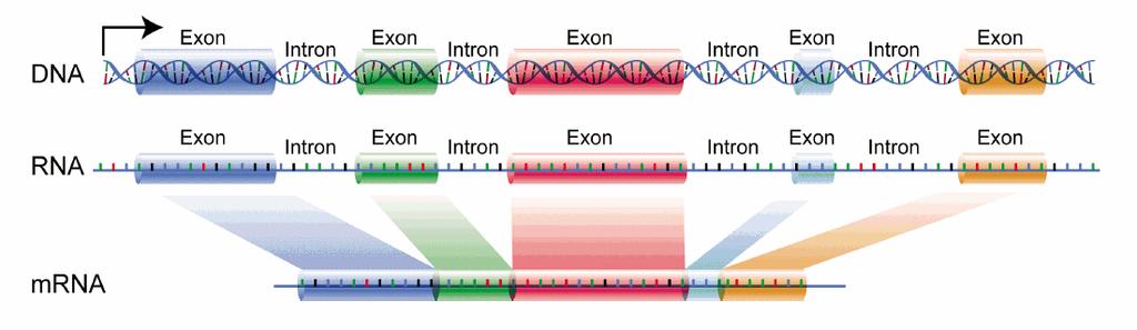 8) (1p) Vilken typ av bindning håller samman de två DNA-kedjorna i en DNA-molekyl?
