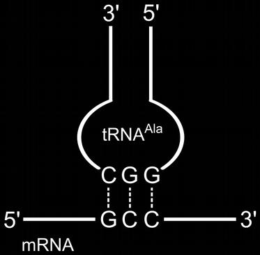 funktionsisomer till Butan-1-ol d) (1p) rita och namnge en kedjeisomer till Butan 12) (1p) Vad kallas processen mellan RNA och mrna där det som visas i bilden sker?