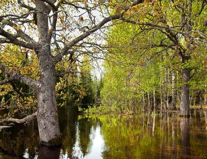 Ekologiskt anpassad årsreglering för Dalälven. Rapport 2017:09.