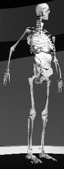 2 void drawskeleton(void) { glpushmatrix(); positionera armens origo; drawarm(); glpopmatrix(); void drawarm(void) { glpushmatrix(); positionera överarmens origo; drawupperarm(); glpopmatrix();