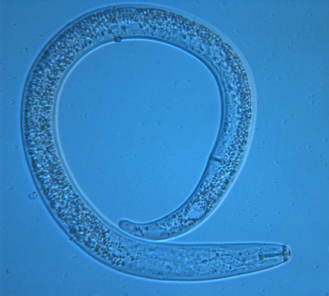 Phylum Nematoda Round worms More than 28 000