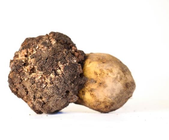 2018-09-21 Om potatiskräfta Synchytrium endobioticum jordbunden svampsjukdom bildar vilsporer som