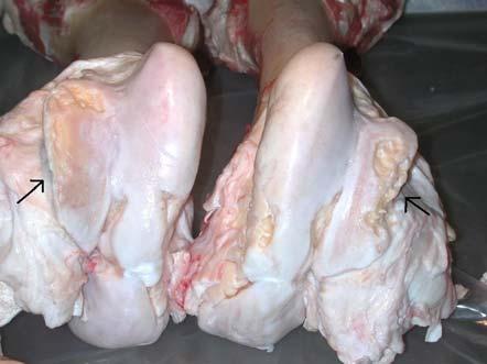 the joint lesions in the present study are consistent with other descriptions of OC in cattle (Reiland et al., 1978). Figure 1. Distal femur from a Charolais bull.