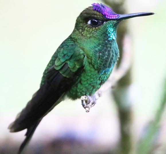 Violet-fronted Brilliant men även några Many-spotted Hummingbird och en hanne Rufous-booted Raquettail. fick syn på en Red-billed Scythebill som vi andra dock bara fick höra.