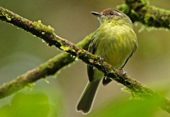 Violet-fronted Brilliant. Foto: Kristina Andersson Tisdag 17.4 Mulet idag så vi åkte 20 minuter nedåt till ett stort bambuområde (Guadúa-bambu).