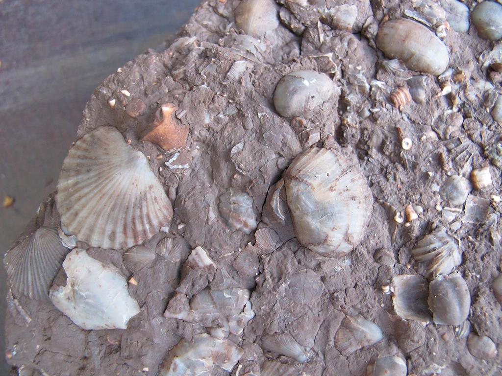BGS BULLETINEN Medlemsbladet för Bergslagens Geologiska Sällskap Årg 9 Nr 2 2012 Fossil från Osmundsberg i Siljansringan.