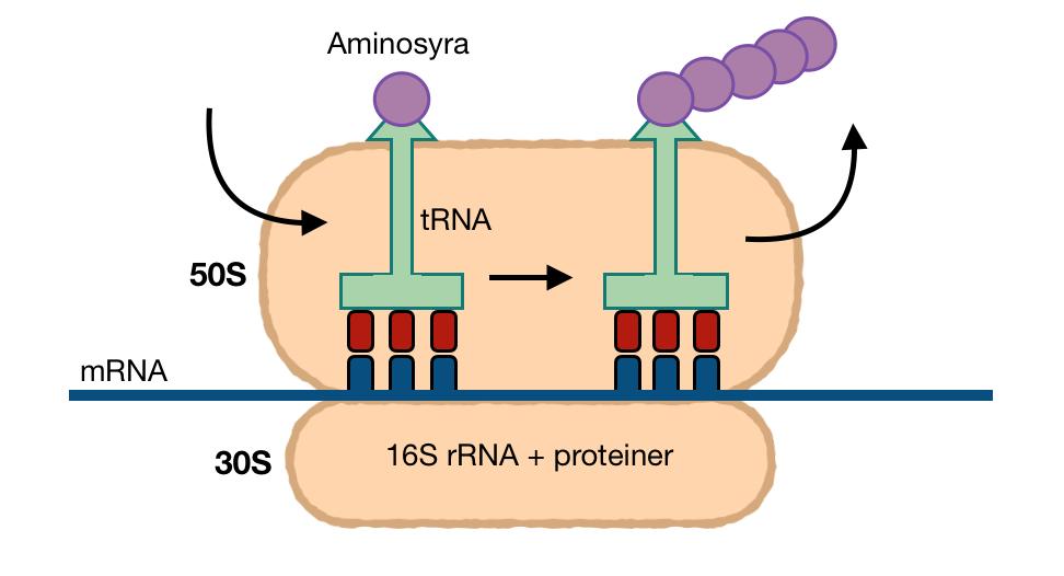 negativa har ett inre och ett yttre membrans separerade av ett tunt lager peptidoglykan (Brown et al. 2015). Streptomycin räknas som en antibiotika med brett spektrum.