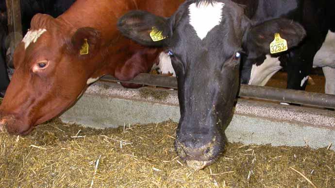 Kor kan konsumera stora mängder grovfoder. Foto: Niels Andresen Foder och foderareal I ekologisk djurhållning ska det vara balans mellan djurhållningen och foderproduktionen.