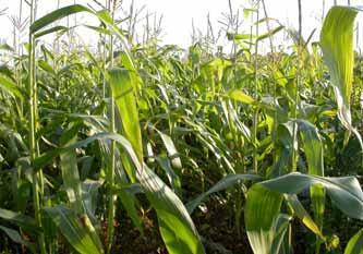 Majsensilage passar även bra i växtföljden på den ekologiska mjölkgården och 1,1 kg ts majs - ensilage ersätter 1 kg korn i foderstaten.