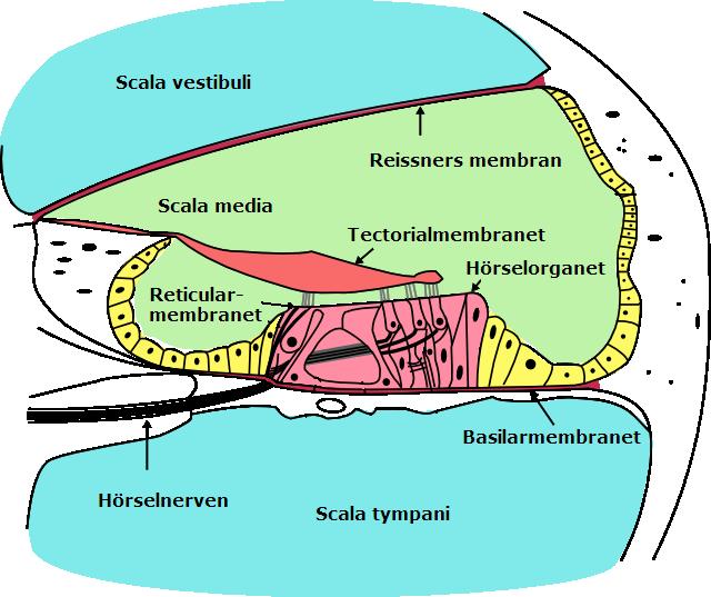 2. Grundläggande audiologi 2.3.3 Innerörat Innerörat består av balansorganet och hörselsnäckan (cochlean).