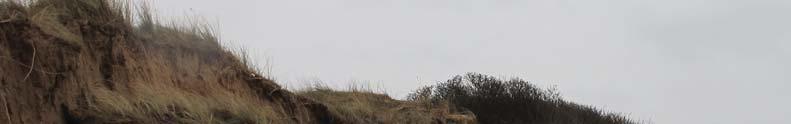 20 Strandhedsprojekten Skummeslöv/ Mellbystrand Sedan vintern 2006/2007 har insatser gjorts varje vinter för att öppna upp strandheden i Skummeslöv.