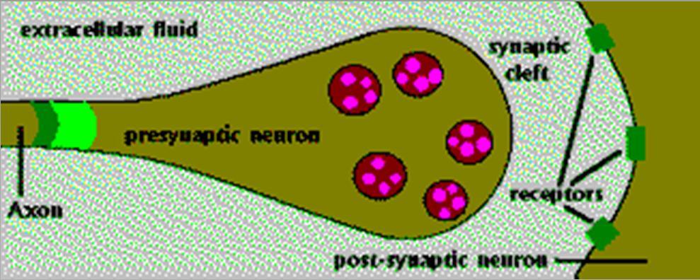 Exocytos + + + Neurotransmittern binds