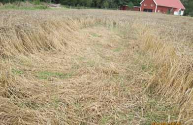 Grågäss, tranor och vildsvin Räkning av grågäss Räkningarna av grågäss på åkermark som startade förra året i Hornborgasjön är nu igång även i år med veckovisa intervall.
