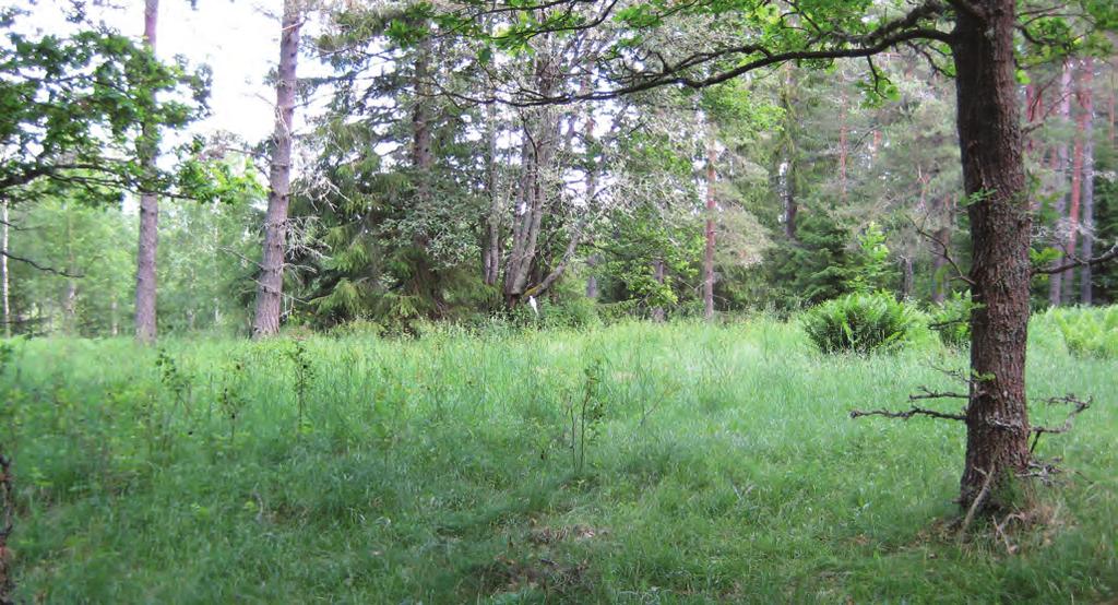 ARKEOLOGISK RAPPORT 2011:60 9 Knappt 40 m NÖ om husgrunden finns en murrest (nr 2), 20 m lång, 0,8 m bred