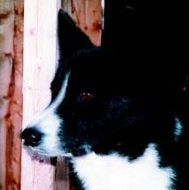 hanhundshuvud med något