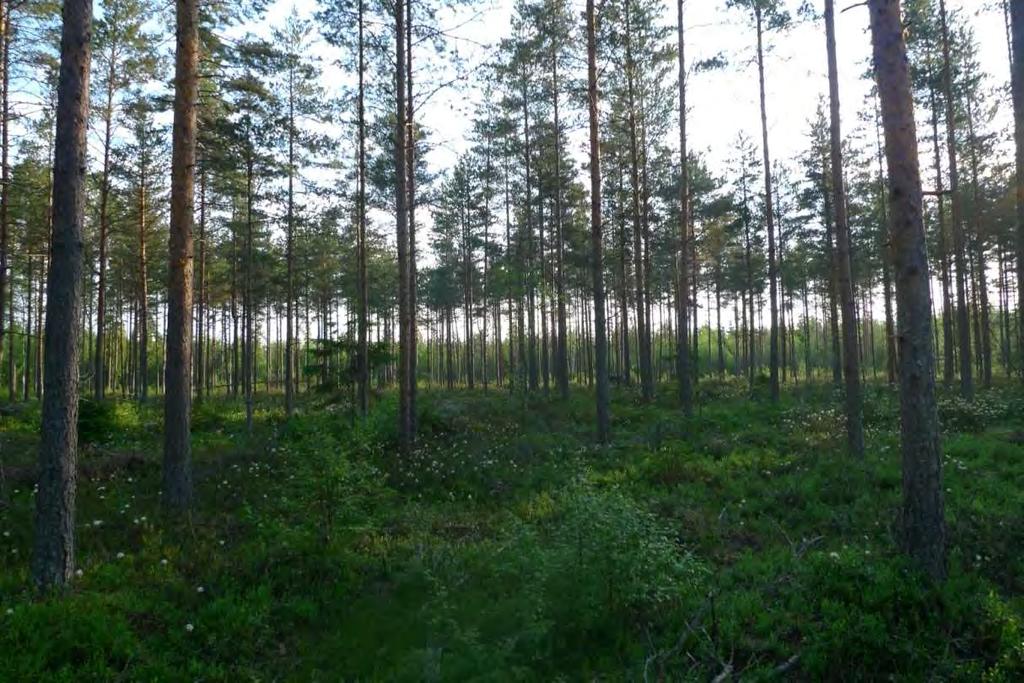 SVEVIND OY AB SANDBACKA VINDKRAFTSPARK 142 (224) På grund av skogsbruk är skogen i projektområdet huvudsakligen inte i naturtillstånd och därför är de flesta skogsområdena i ett så kallat