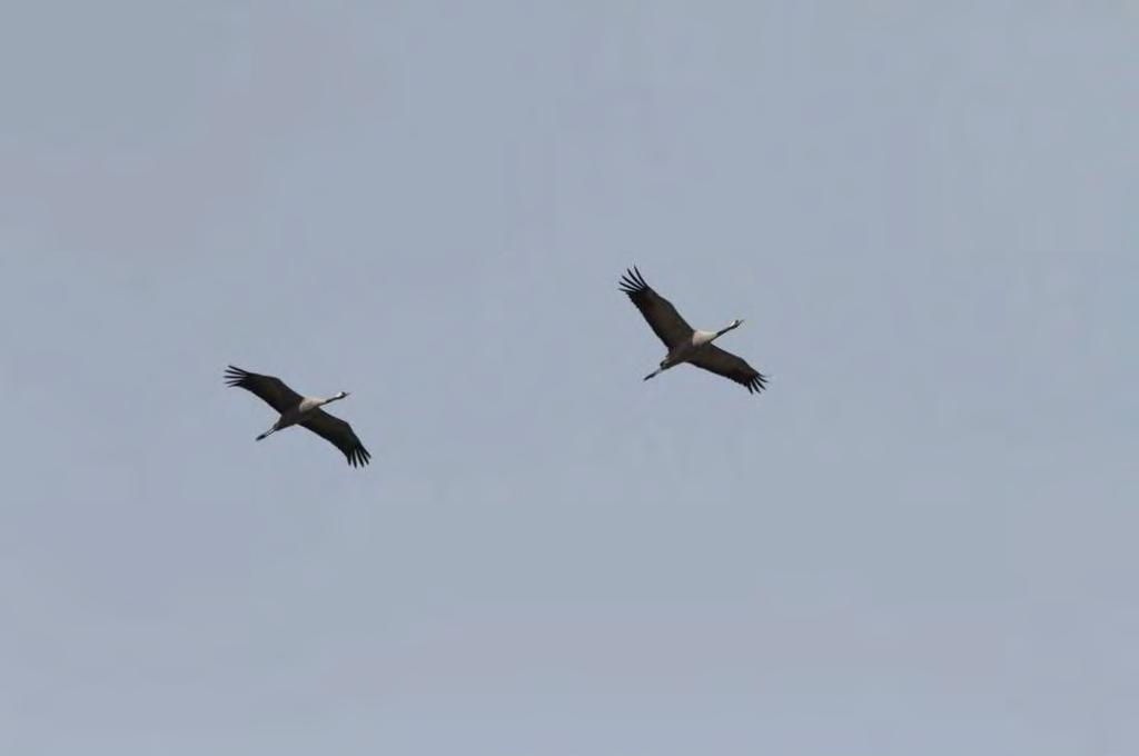 SVEVIND OY AB SANDBACKA VINDKRAFTSPARK 165 (224) Trana På hösten samlas huvudgrupperna av tranor på åkrarna vid västkusten innan de flyttar söderut, i allmänhet mellan mitten av september och början