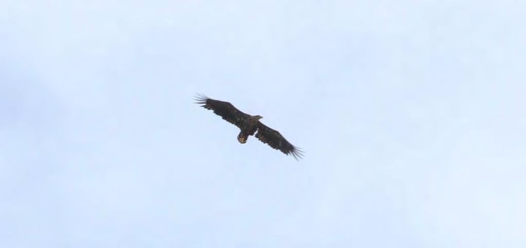 SVEVIND OY AB SANDBACKA VINDKRAFTSPARK 168 (224) Figur 21-7. Havsörnarnas (Haliaeetus albicilla) huvudflyttstråk följer kusten i Österbotten.