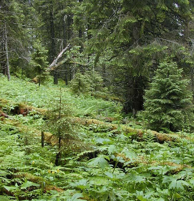 Foto: Håkan Attergaard Fastigheter/Markägare: Del av Högen 1:6 Nils Olof Strandberg; del av Högen 1:12 Per Olof Olsson; del av Högen 1:13 Camfore AB Lägesbeskrivning: Ca 6 km västsydväst om Mörsil