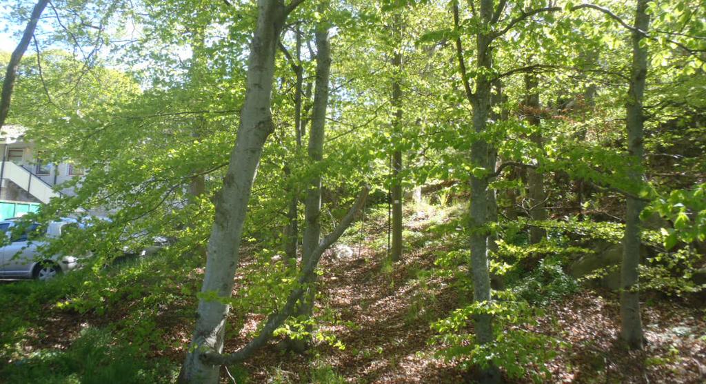 Sluttning med lövskog öster om banvallen som bör bevaras.