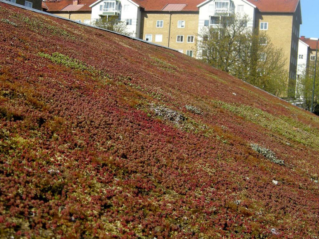 MKB:s gröna tak 2013-2014 - - En inventering av sedumtak på miljöhus-