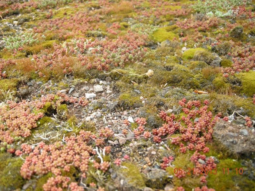 Mossa och sprickor Mossorna och lavarna på taket är konkurrenssvaga arter som lyckas etablera sig i frånvaro av övrig vegetation. Först när fetbladsväxterna dött av i stor skala breder mossan ut sig.