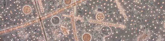 (Figur 23). Risken för återkommande algblomningar bedöms som mycket stor. Figur 24 visar den totala säsongsmedelbiomassan för växtplankton i Västeråsfjärden 1999-212.
