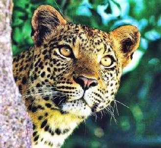 Safarin sker långt borta från massturismens fotspår och vi upplever en safari i exklusiv avskildhet med högsta boendekomfort.