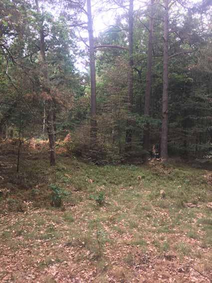 Naturvärdesobjekt nr 2 Klass 3 Påtagligt Skog och träd Blandskog Påtagligt biotopvärde Visst artvärde Äldre träd, tallar ca 100130 år. Variation av trädslag och ålder.