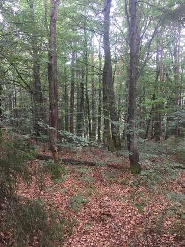Naturvärdesobjekt nr 3 Klass 2 Högt Skog och träd Bokskog Påtagligt biotopvärde Påtagligt artvärde Bokar ca 3070 cm. Tallar över 100 år. Bokar med kryptogamflora.
