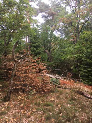 Naturvärdesobjekt nr 4 Klass 3 Påtagligt Skog och träd Blandskog Påtagligt biotopvärde Visst artvärde Något äldre träd, tallar ca 100 år. Variation av trädslag och ålder.