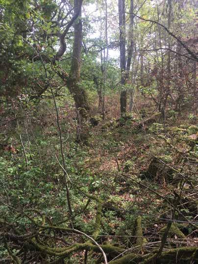 Naturvärdesobjekt nr 7 Klass 3 Påtagligt Skog och träd Bokskog Påtagligt biotopvärde Visst artvärde En del grövre och ekar 90 cm. Block och sten, stenmur.