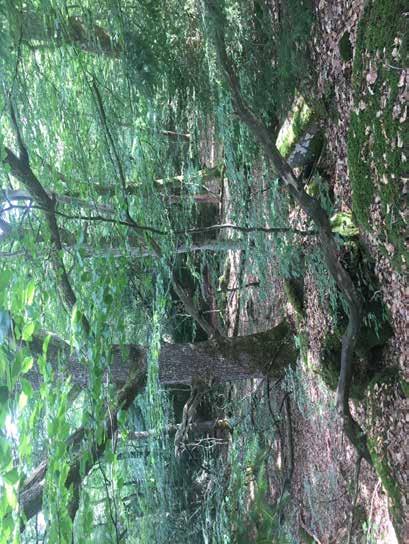 Naturvärdesobjekt nr 8 Klass 3 Påtagligt Skog och träd Blandskog Påtagligt biotopvärde Visst artvärde Något äldre träd, tallar ca 100 år. Variation av trädslag och ålder.