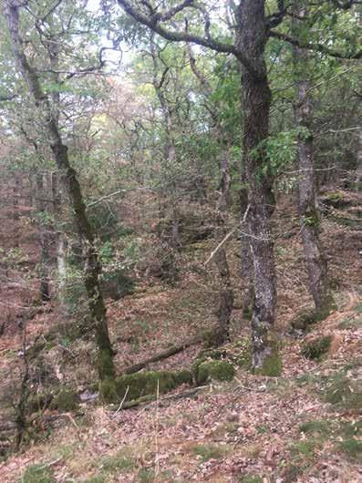 Naturvärdesobjekt nr 9 Klass 1 Högsta Skog och träd Bokskog Högt biotopvärde Högt artvärde Förekomst av naturvårdsarter (både rödlistade och signalarter) spridda i området i kombination med bitvis