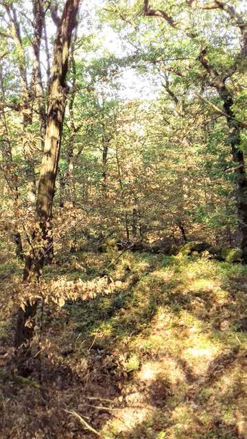 Naturvärdesobjekt nr 13 Klass 1 Högsta Skog och träd Blandskog Högt biotopvärde Högt artvärde Gott om strukturer, död ved, stenmur, block och klippor. Hög ålder på samtliga trädslag.